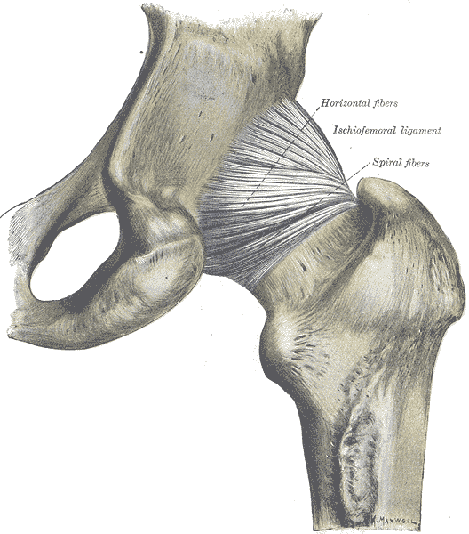 hip joint